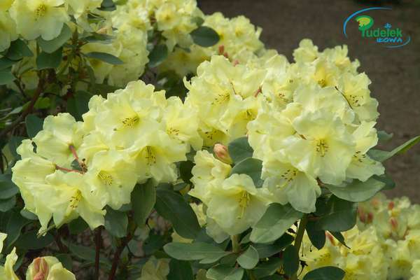Rhododendron Maifeier